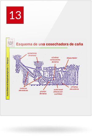 Caña de azúcar