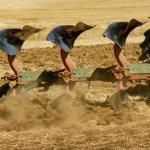 Outils agricoles remplaçant les charrues à versoirs pour la culture du colza.