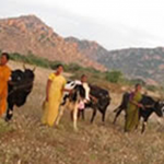 Oeuvre sociale Bellota Agrisolutions en Inde Bellota Agrisolutions consacre 155 vaches pour la créaction de ressources en Inde