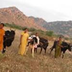 Bellota Agrisolutions stiftet 155 Kühe zur Bereitstellung von Mitteln in Indien.